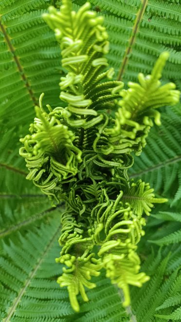 Папоротник - Дарья