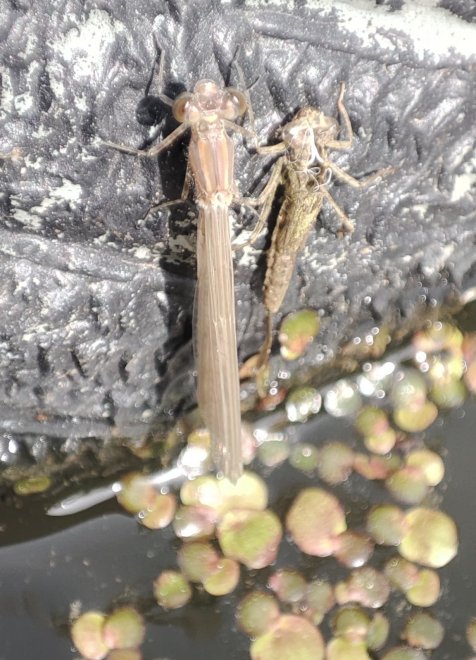 Рождение - Тамерлан