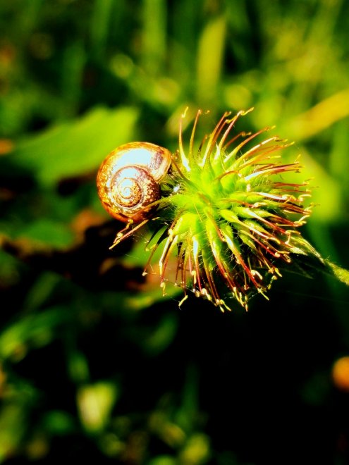 Здесь вам не равнина, здесь климат иной... -  
