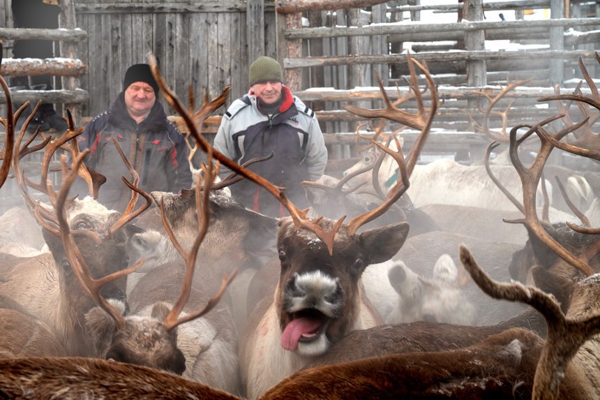 Олень - Тарас Александрович