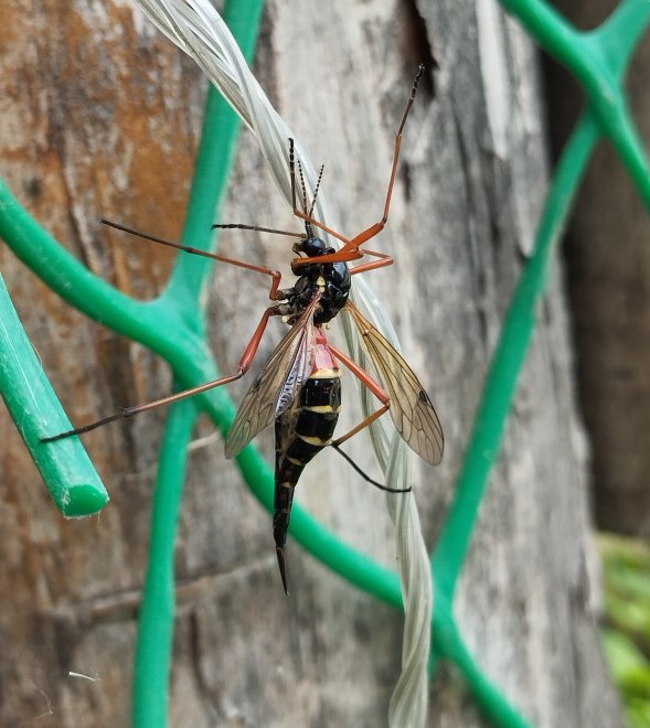 Не бойтесь - я не опасная. -  
