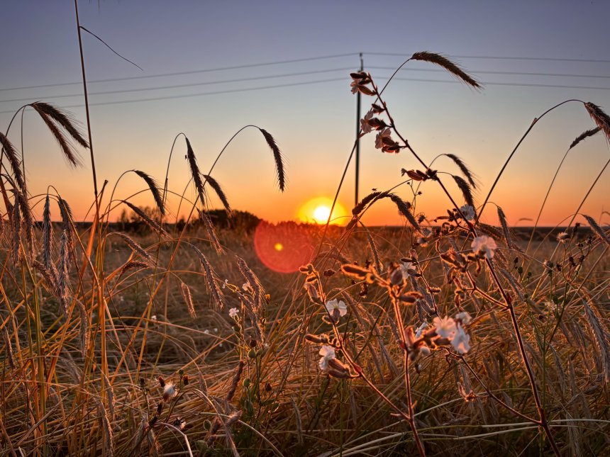 Поле, русское поле… - Василиса
