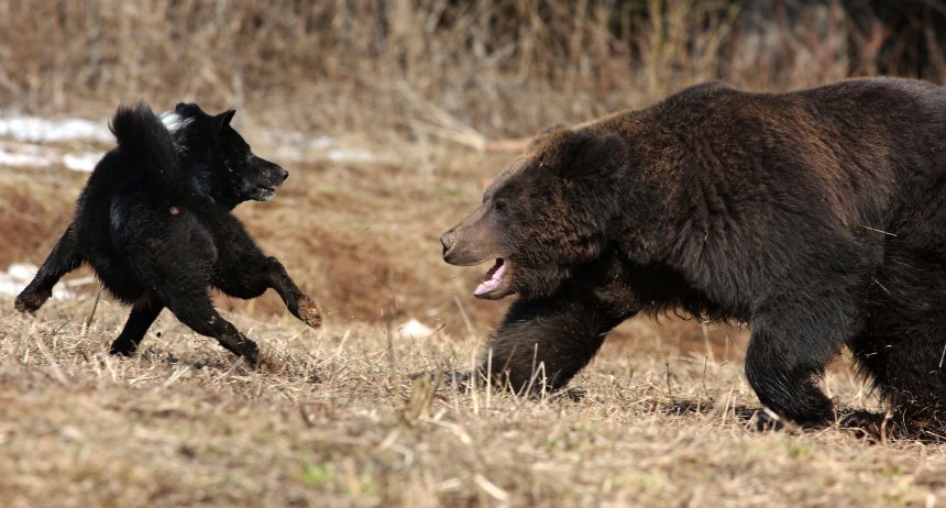 Атака .  Attack - Андрей Кротов