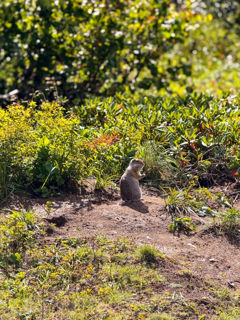 Голодный евражка -  