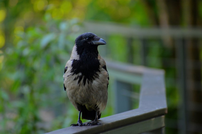 Черное изящество © 2025 Сергей Майоров -  