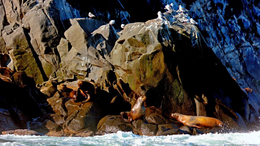 Мирное соседство. - Андрей