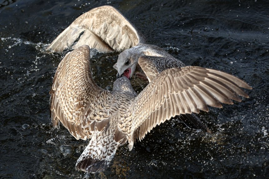 Схватка - Сергей