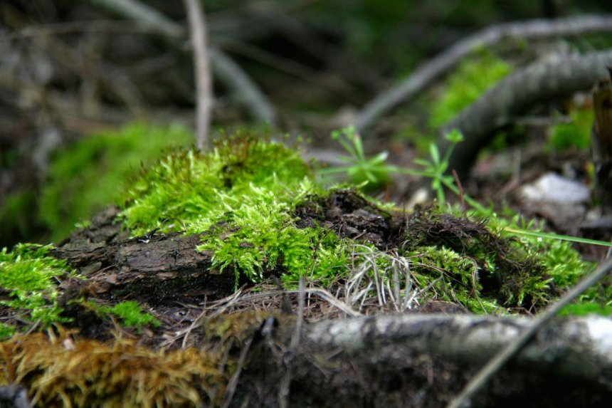 Территория мха, The territory of the moss - Юлия