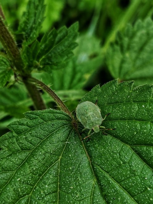 Все оттенки зелёного - Ольга