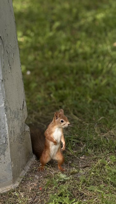 Белка в парке - Мария