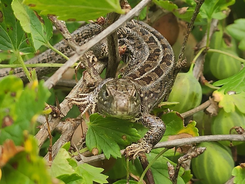 Ящерица в крыжовнике - Евгения Юркина