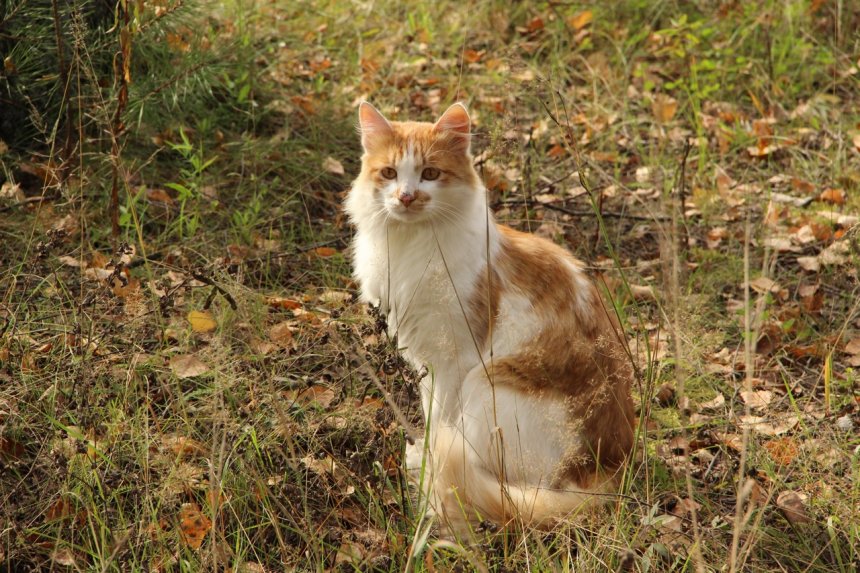 Тепло осени -  