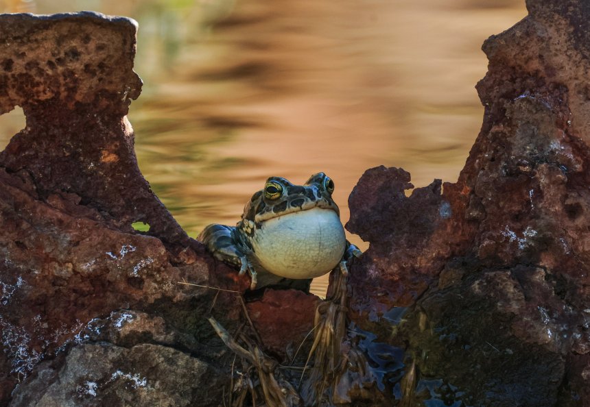 Принцесса не дождалась.. -  