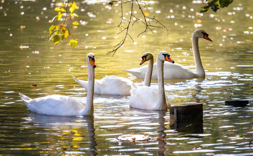 Умиротворение осени - Евгения