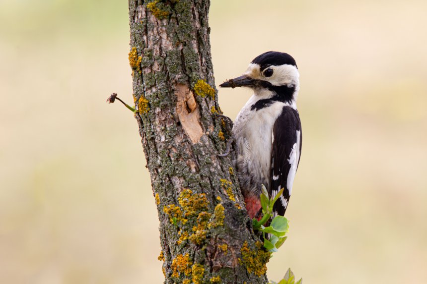 пернатый пикник -  