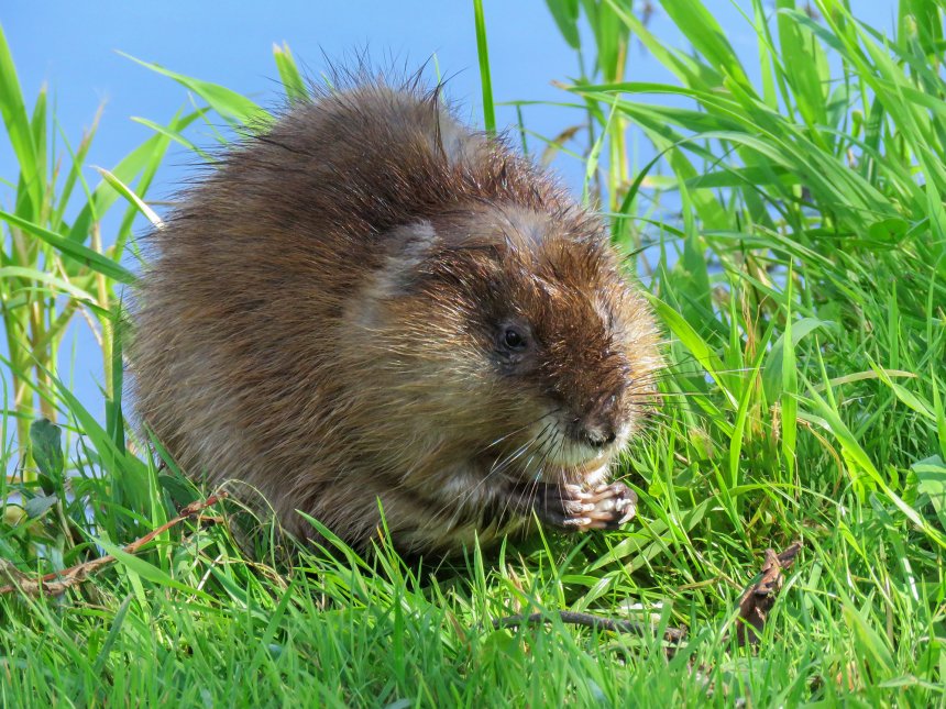 Завтрак на траве - Игорь