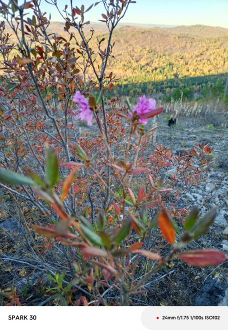 Осень 2025 года. Багульник зацвел! -  
