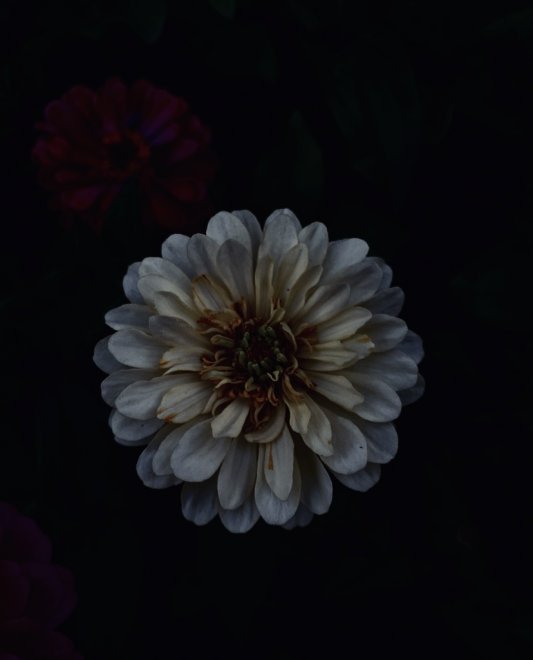 Изящность - Тамара Шагинян