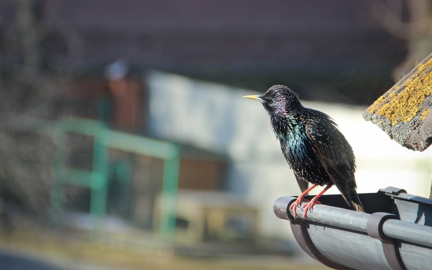 Скворцы прилетели - весну на крыльях принесли! -  