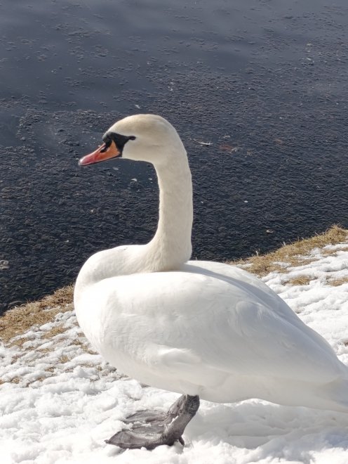 Птичка на снегу - Ирина