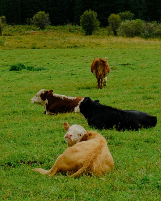 Местное население -   (1/8)