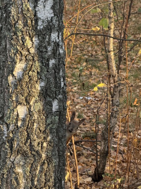 Любопытная белочка -  