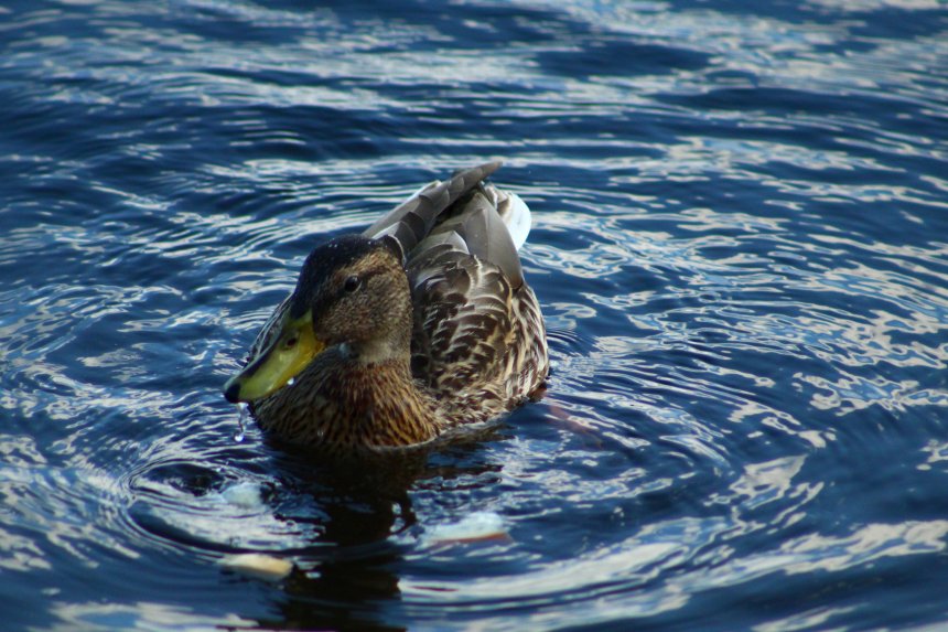 Купальный сезон с уткой - Александра