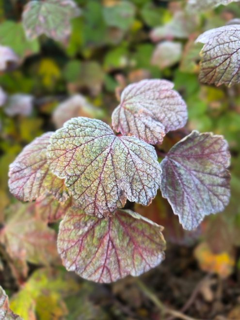 Замороска - Мотрёна