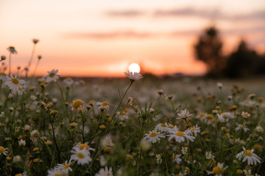 Объятия заката - Мария