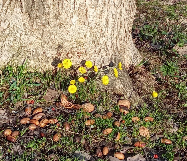 Лесное пиршество -  