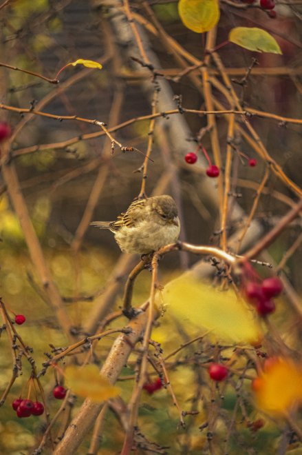 Птичка на рябинке -  