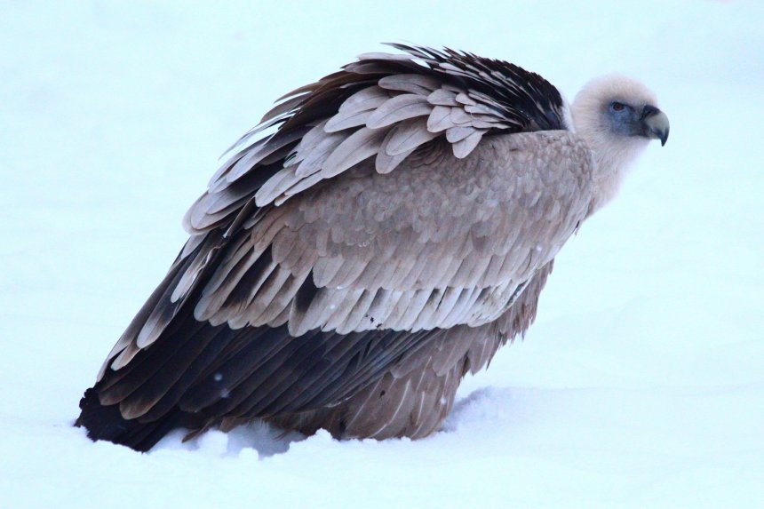 Белоголовый Сип - Юлия