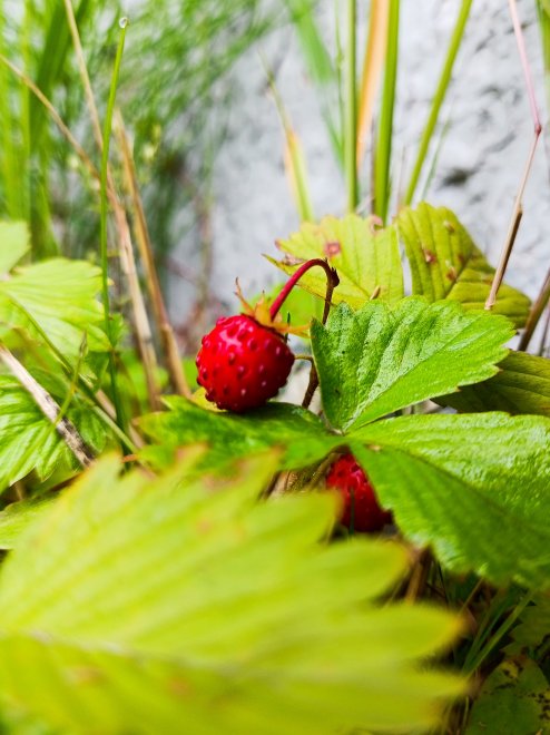 Земляника лесная -  