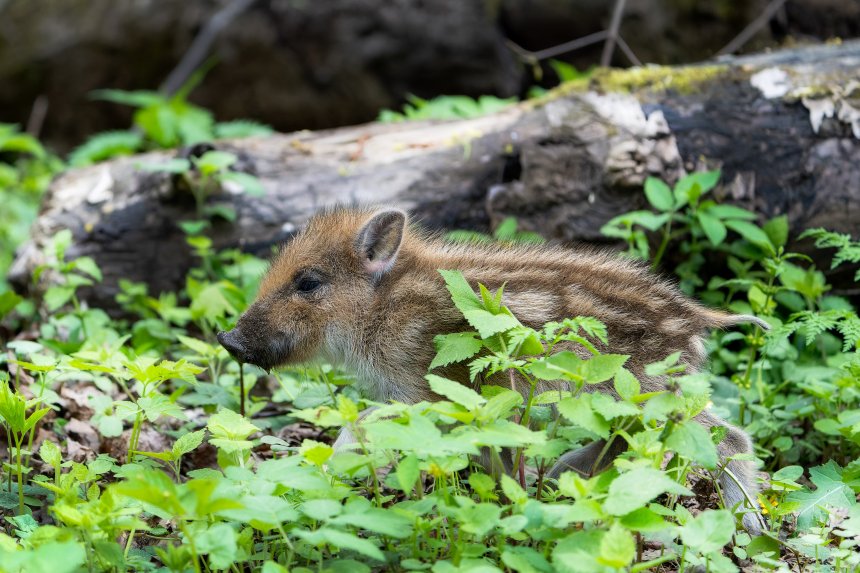 Послеобеденный моцион - Сергей