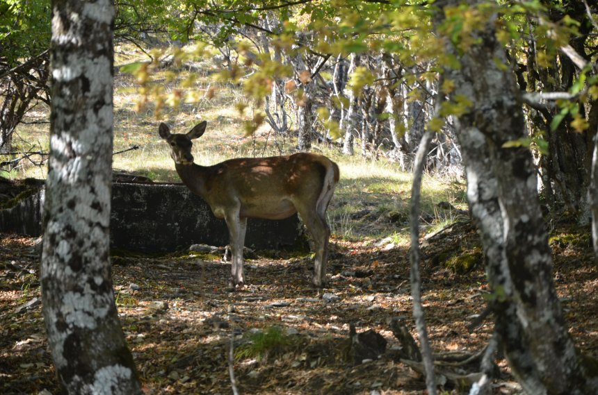 Вот так встреча - Григорий