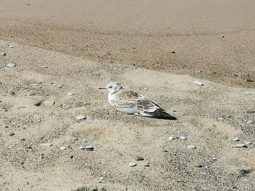 Красота в простоте -  