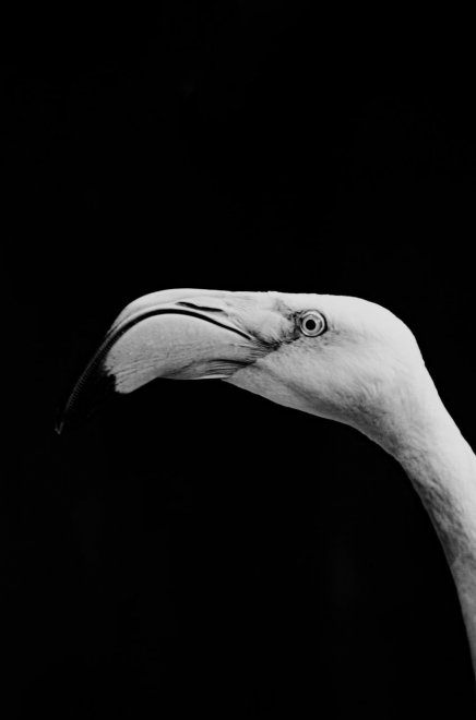 Молчание розового -  