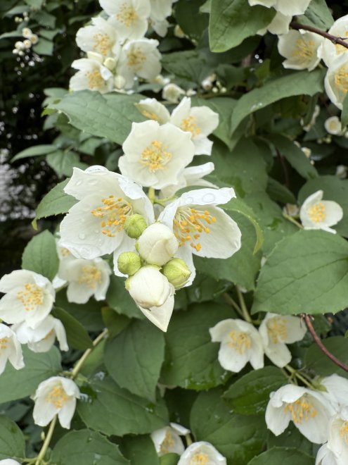 Аромат жасмина -  