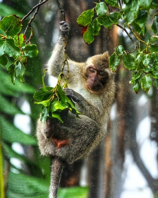 Обезьяна. - Юлия