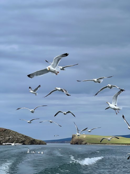 Байкальские чайки - Виктория