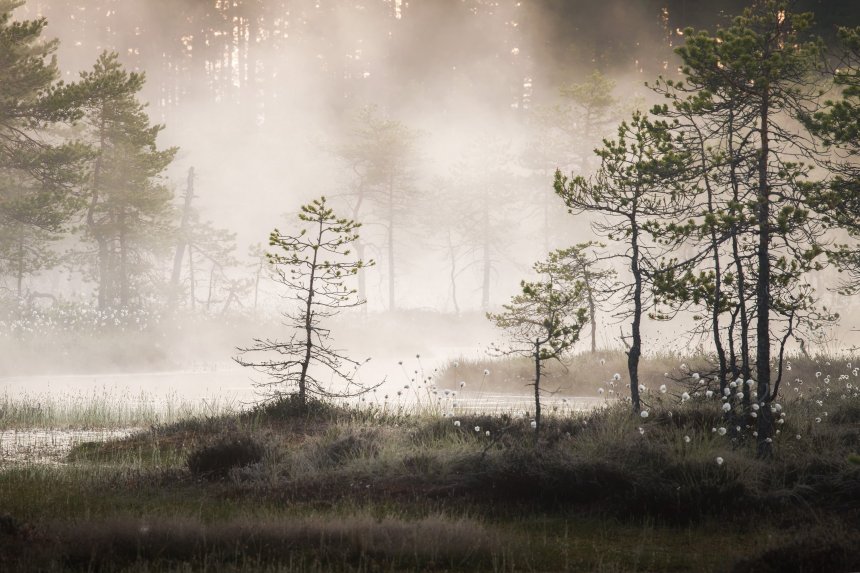 Таинственный лес - Наталья Радзиховская