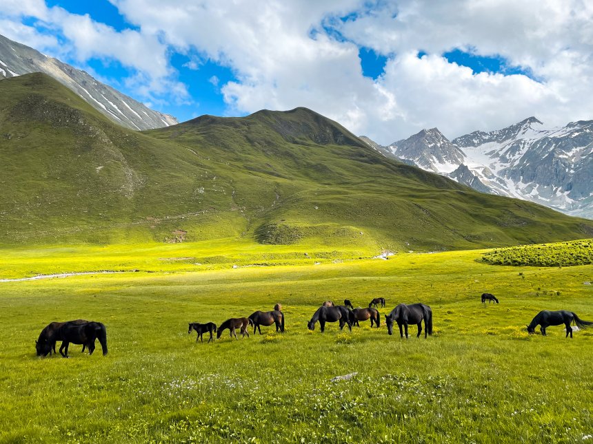 Кабардинский табун в естественной среде обитания -  