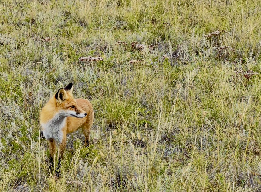 Хозяин острова Ольхон - Кристина Крикунова