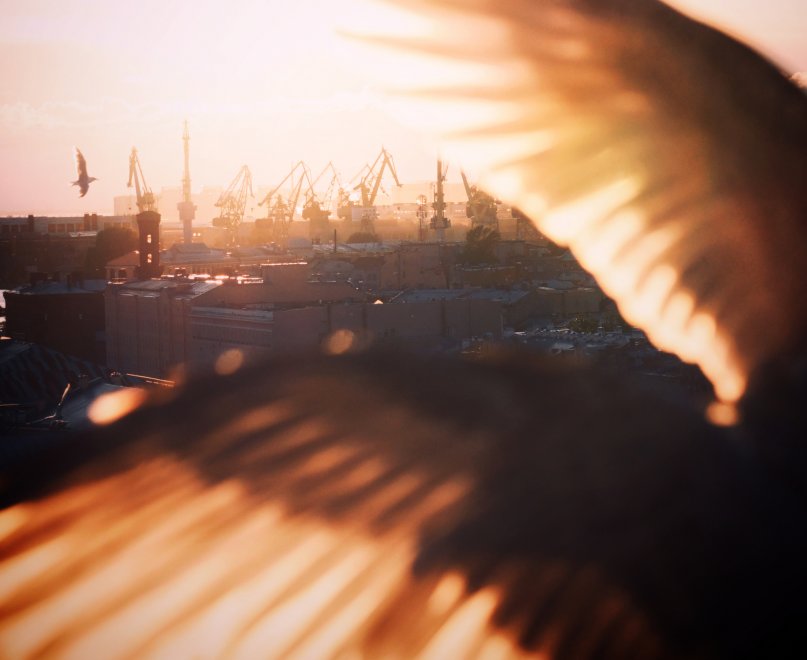 Чайки - Аня Акельева