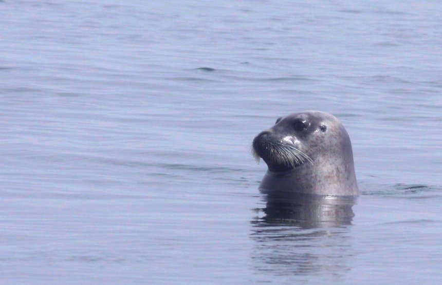 Весь июль с китами. - Андрей Кротов (1/8)
