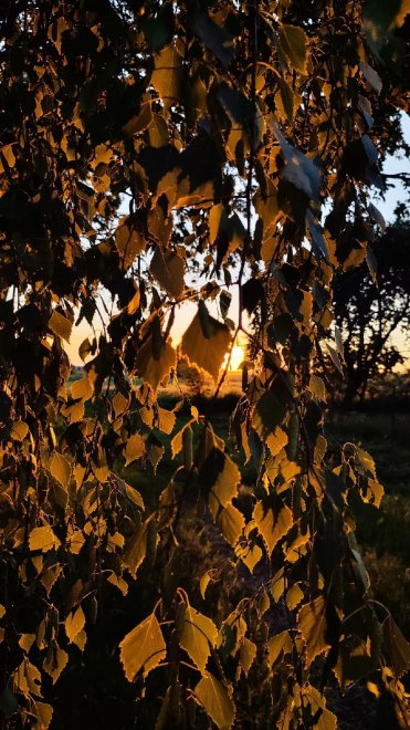 Заря на березах -  