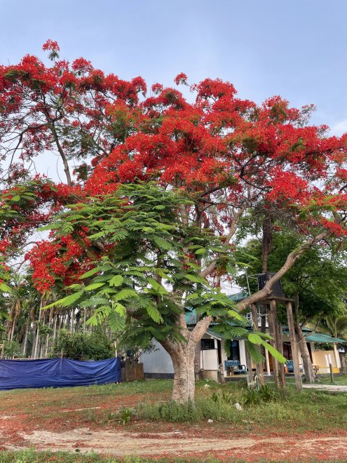 Gulmohar Tree - Mohammad Imtiaj Hosen Akil