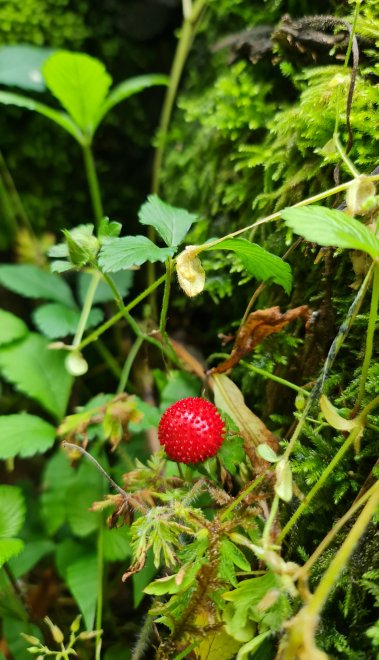 Ягодка - Регина