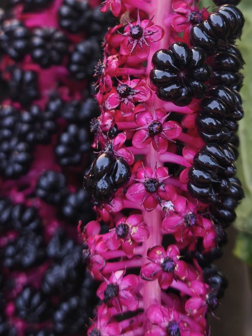 Опасная красота - Татьяна Ш.