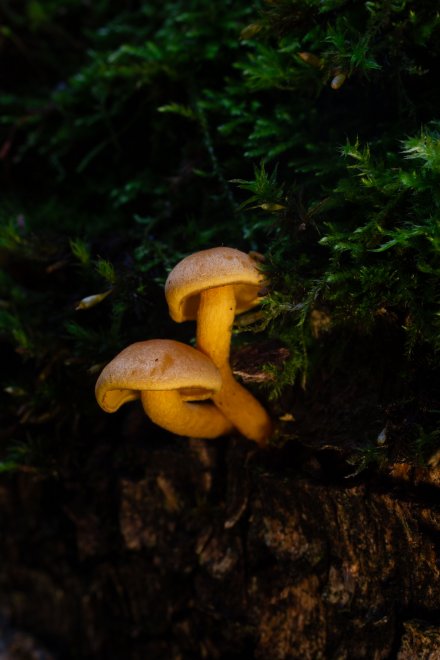 Грибочки - Матвей